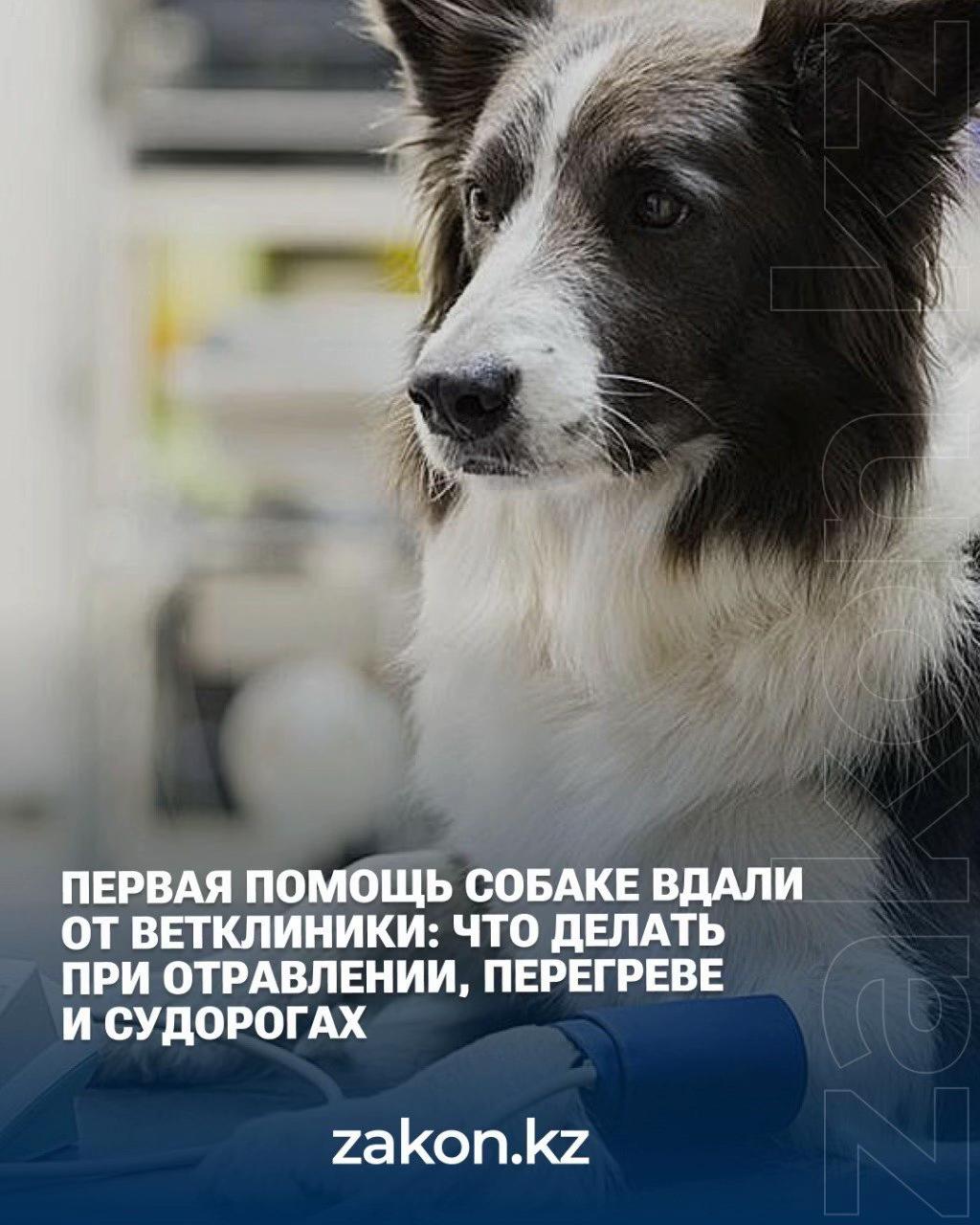 @zakon.kz ➡️ Новости Казахстана