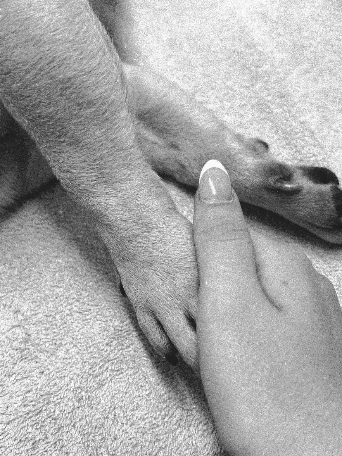 @Petswcourt