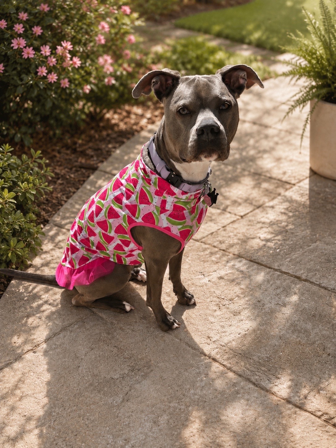 @Ivy the pitty