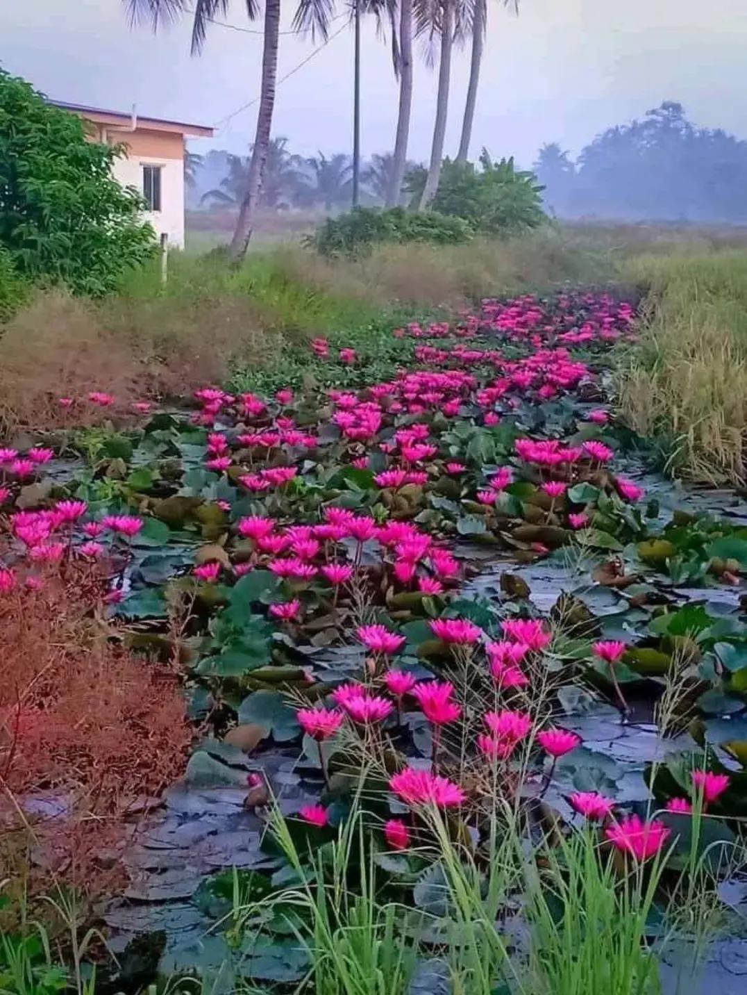@tufazzalislam651