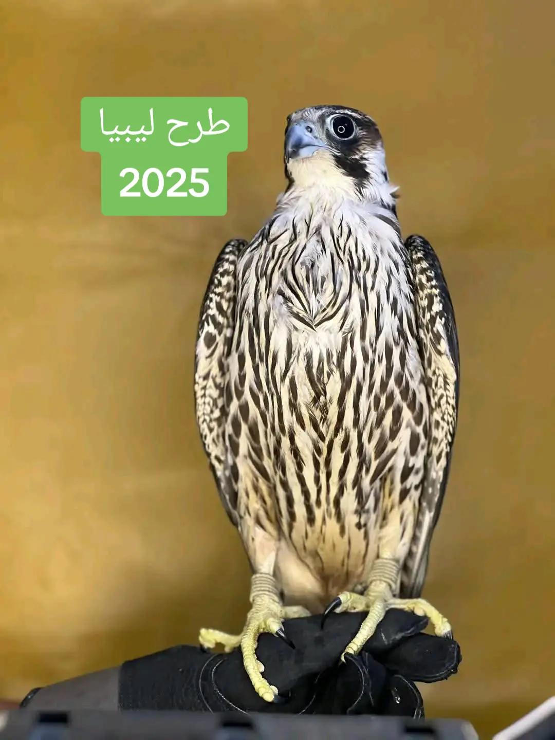 @الشاهين البحري🇲🇦