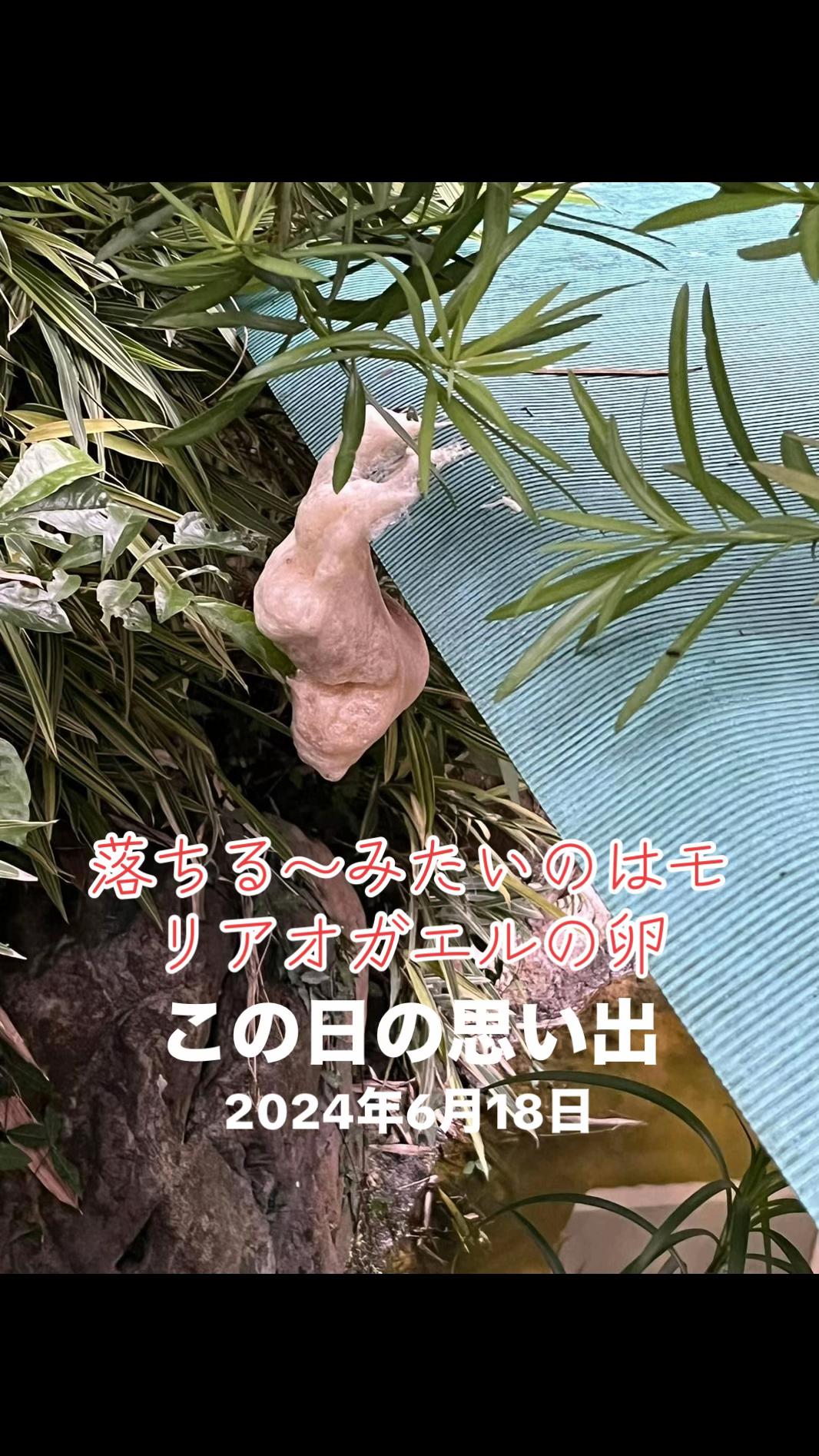 @꙳⋆🧸T⃝O⃝W⃝A⃝ 🧸⋆꙳