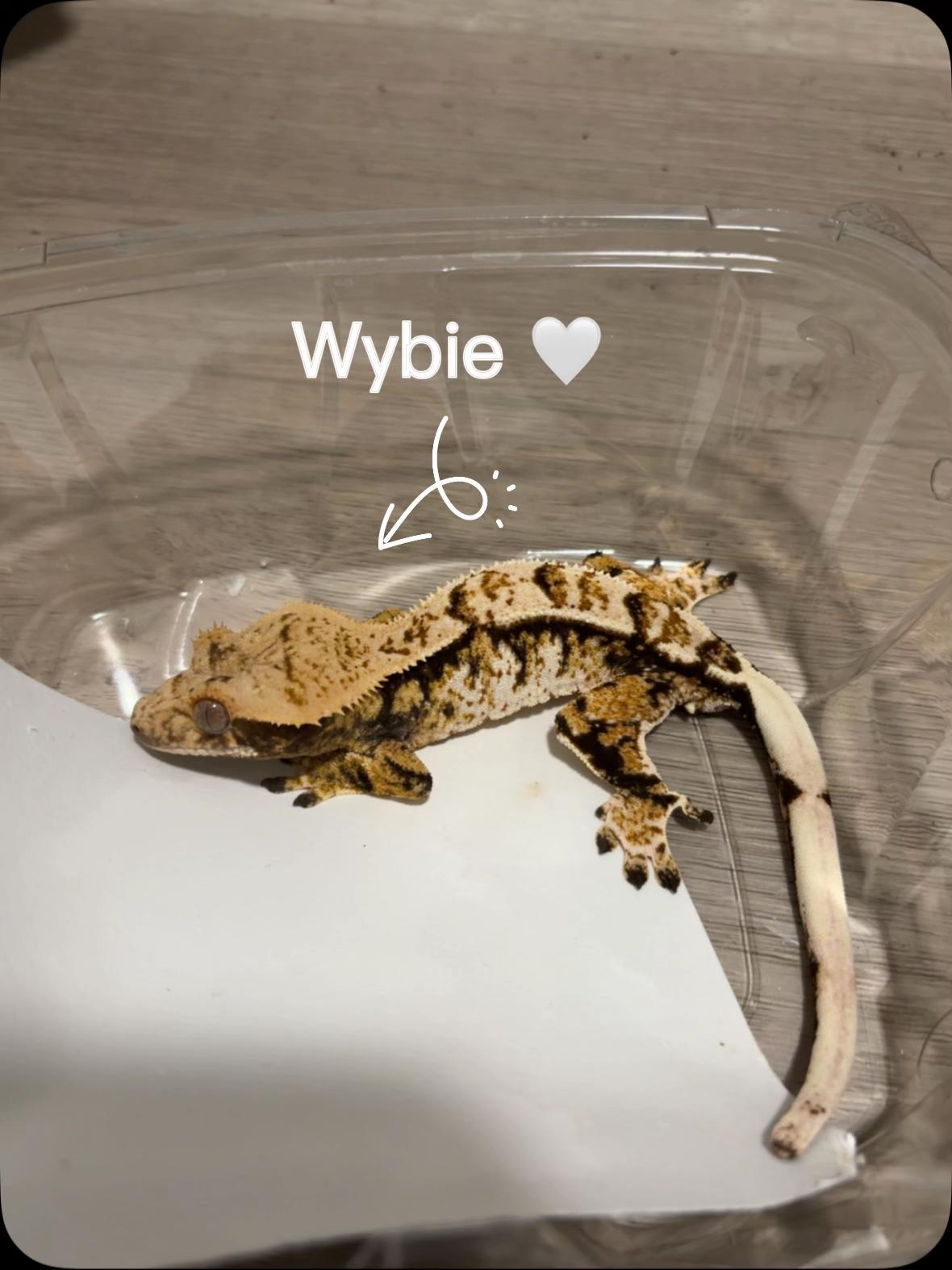 @๐ฆ Myleigh ๐