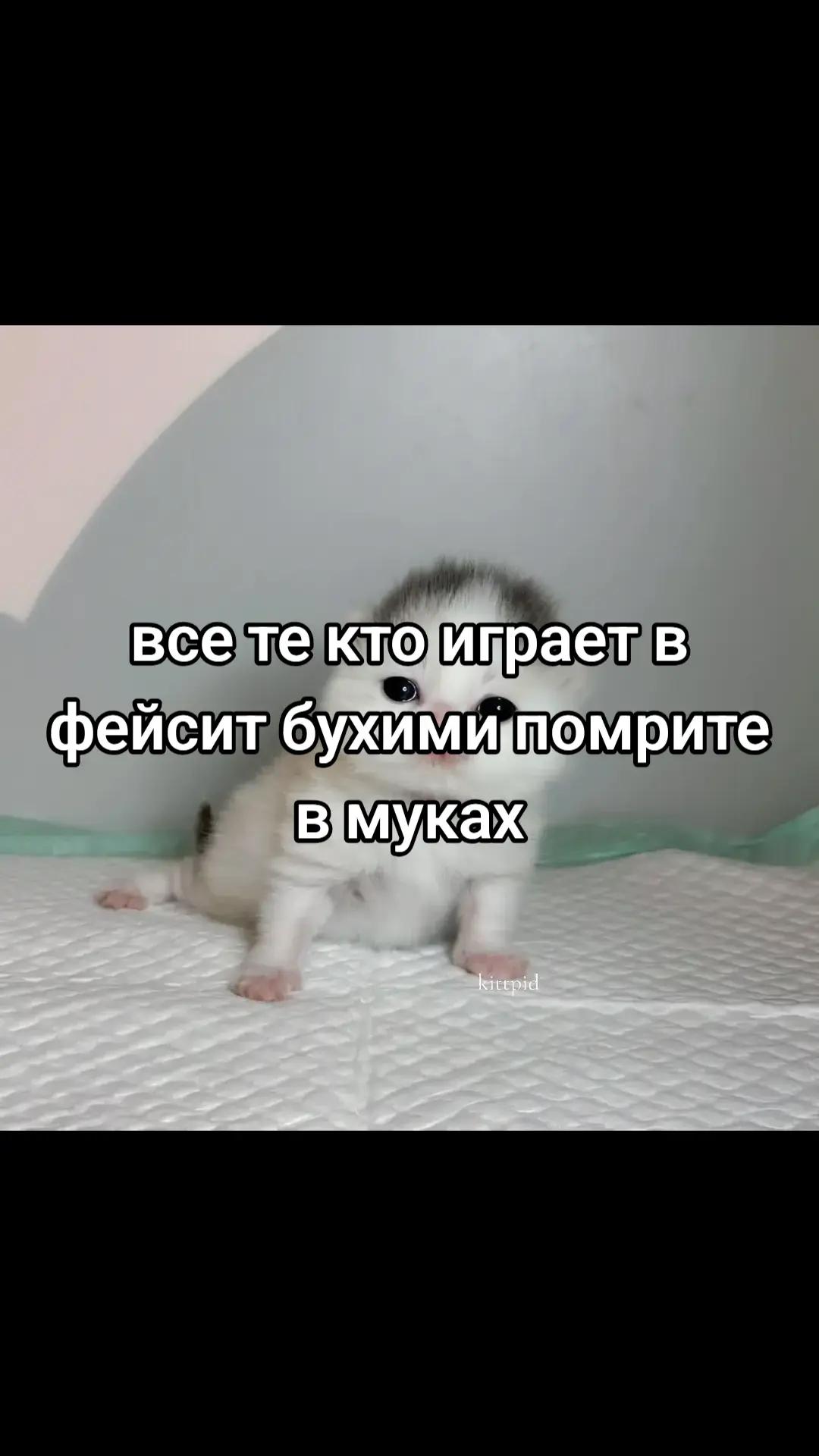 @😻🫪пчан буба🥶🥶🐢