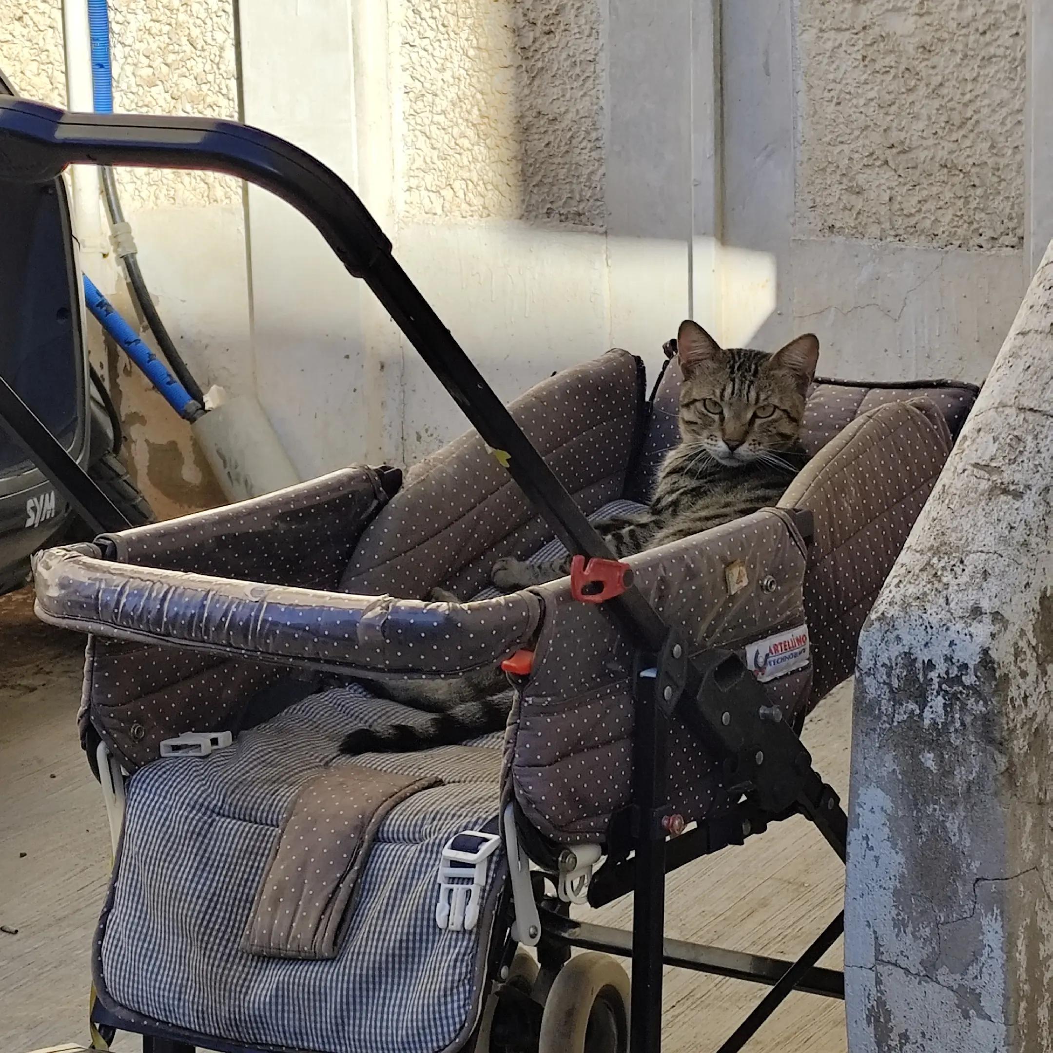 @&Sigma;&tau;&alpha;&theta;&eta;&sigmaf; &Kappa;&alpha;&rho;&alpha;&mu;&pi;&epsilon;&lambda;&alpha;&sigmaf;