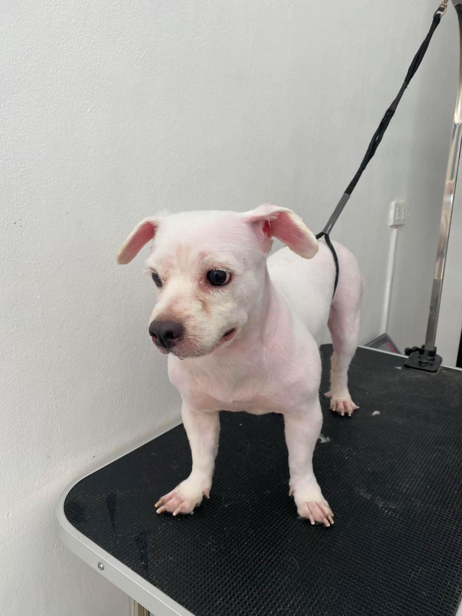 @petlanecebu