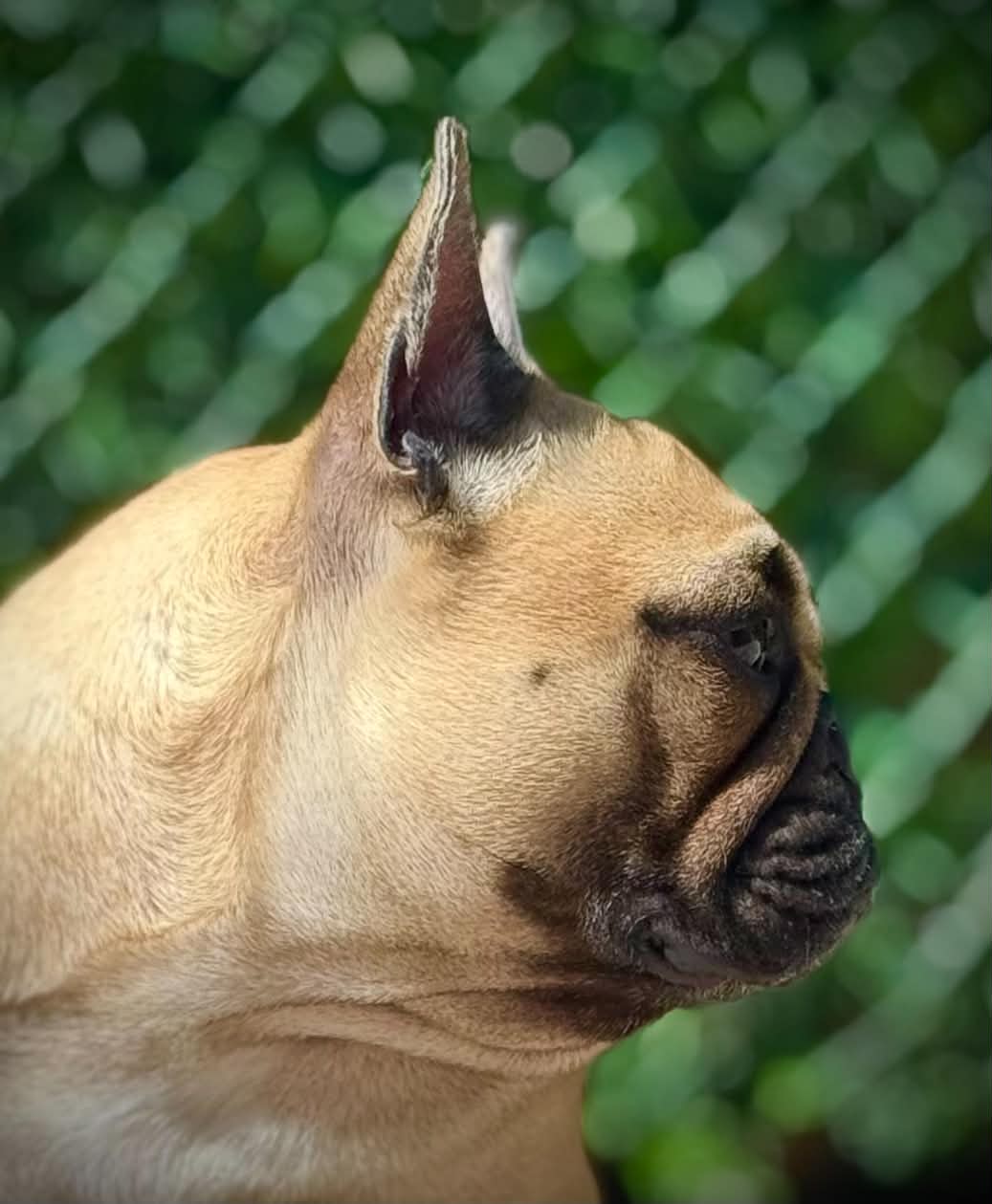 @Bosphorus Bulls French Bulldog