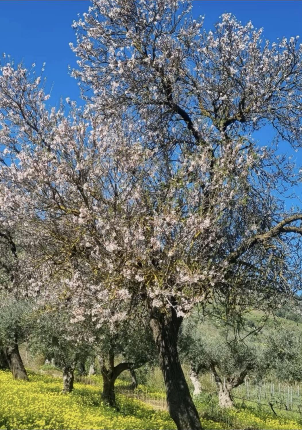 @Ciccio Pino