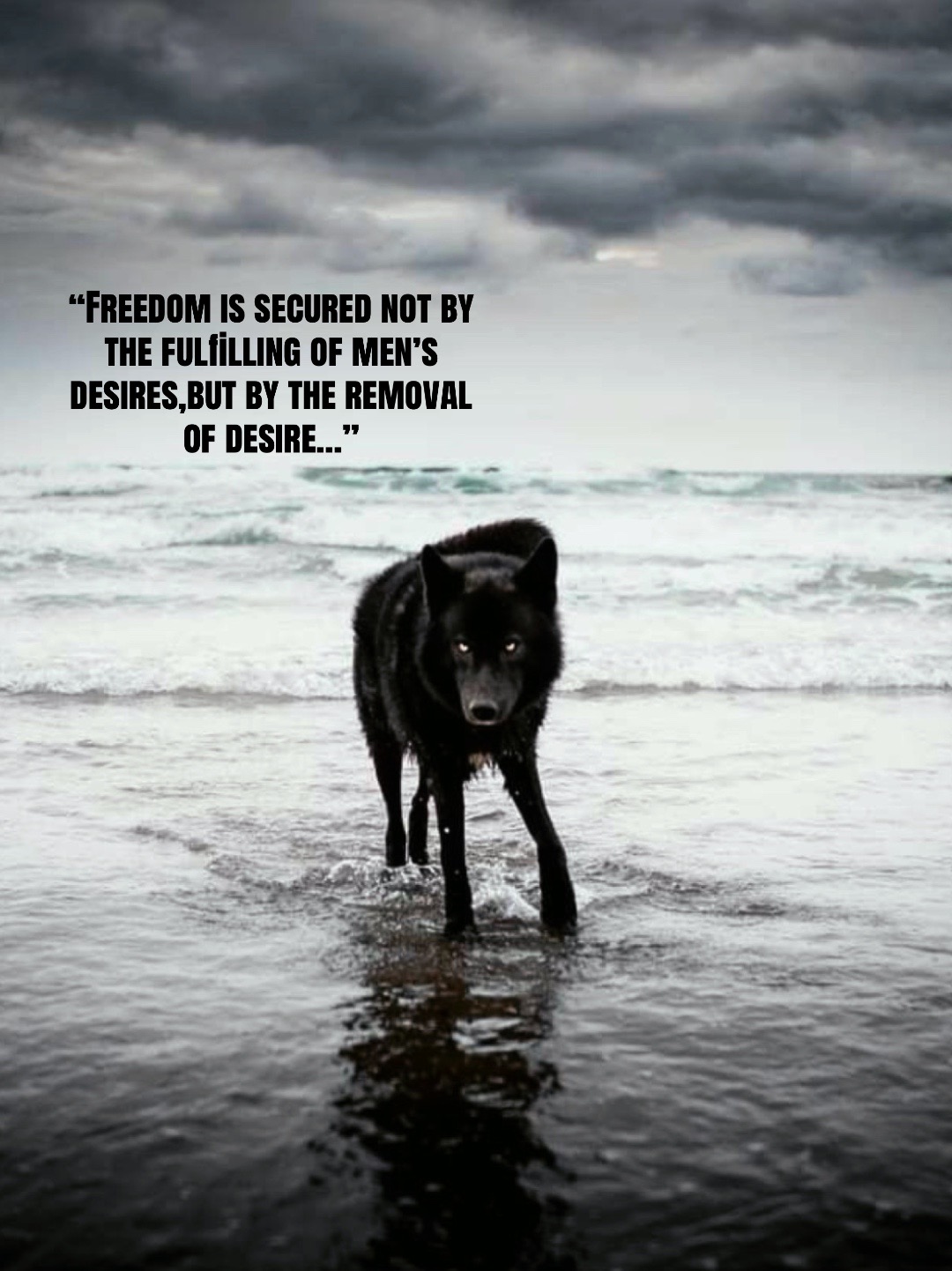 @🪬Conscious_LoneWolf🐺