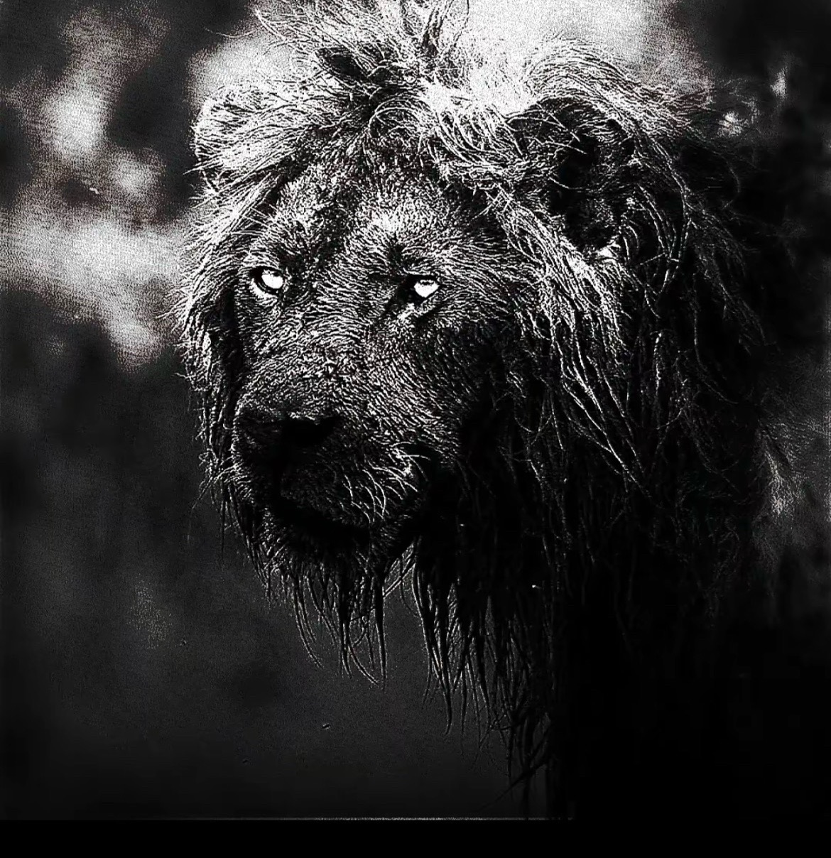 @𓆩الهام افغان باز𓆪 🦅🇦🇫