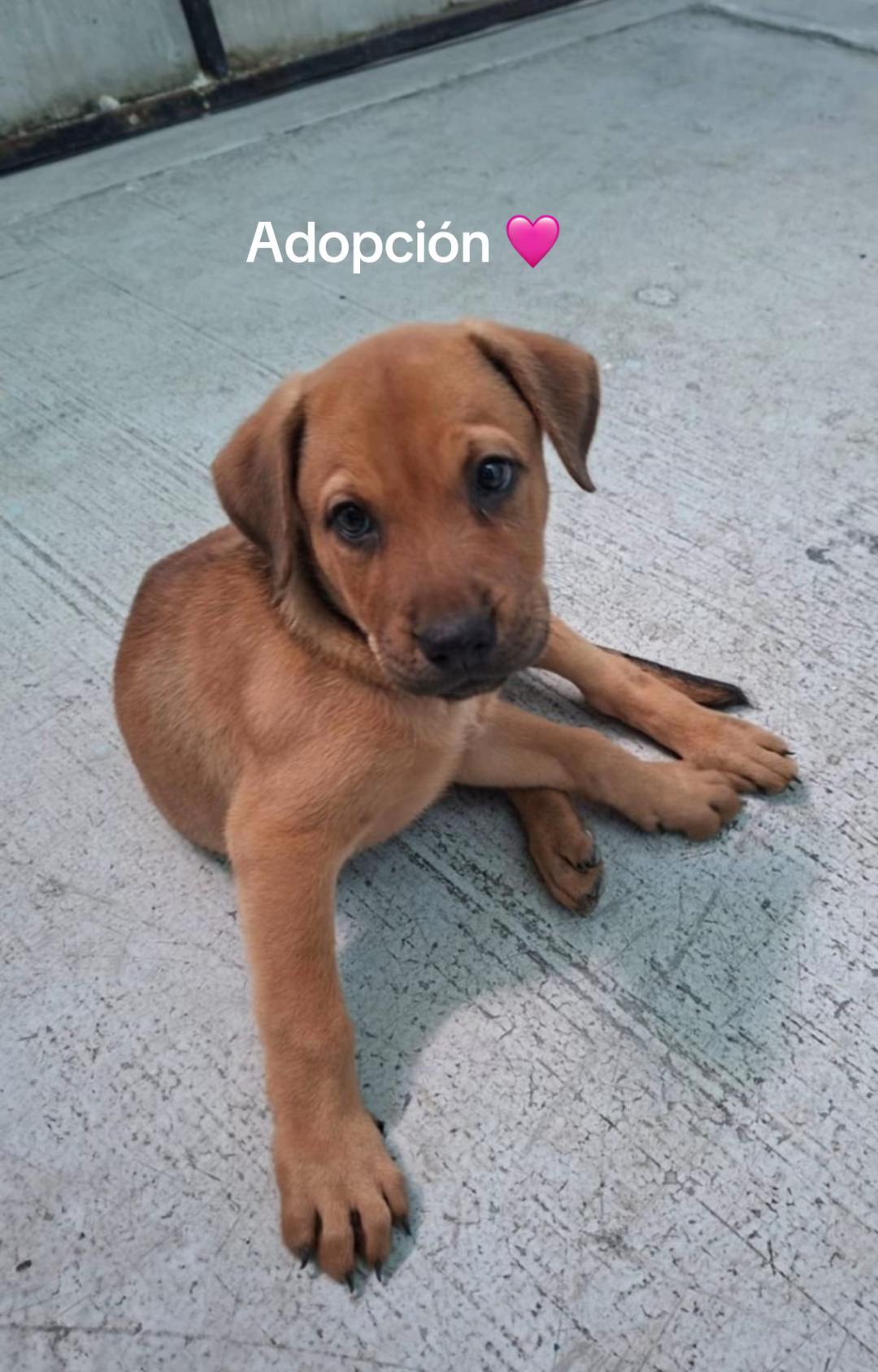 @Chocoburbujas 🐾