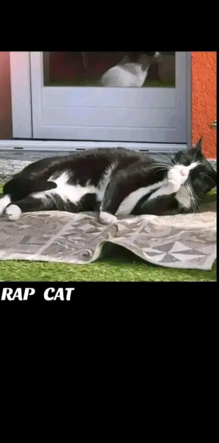 @RAP CAT