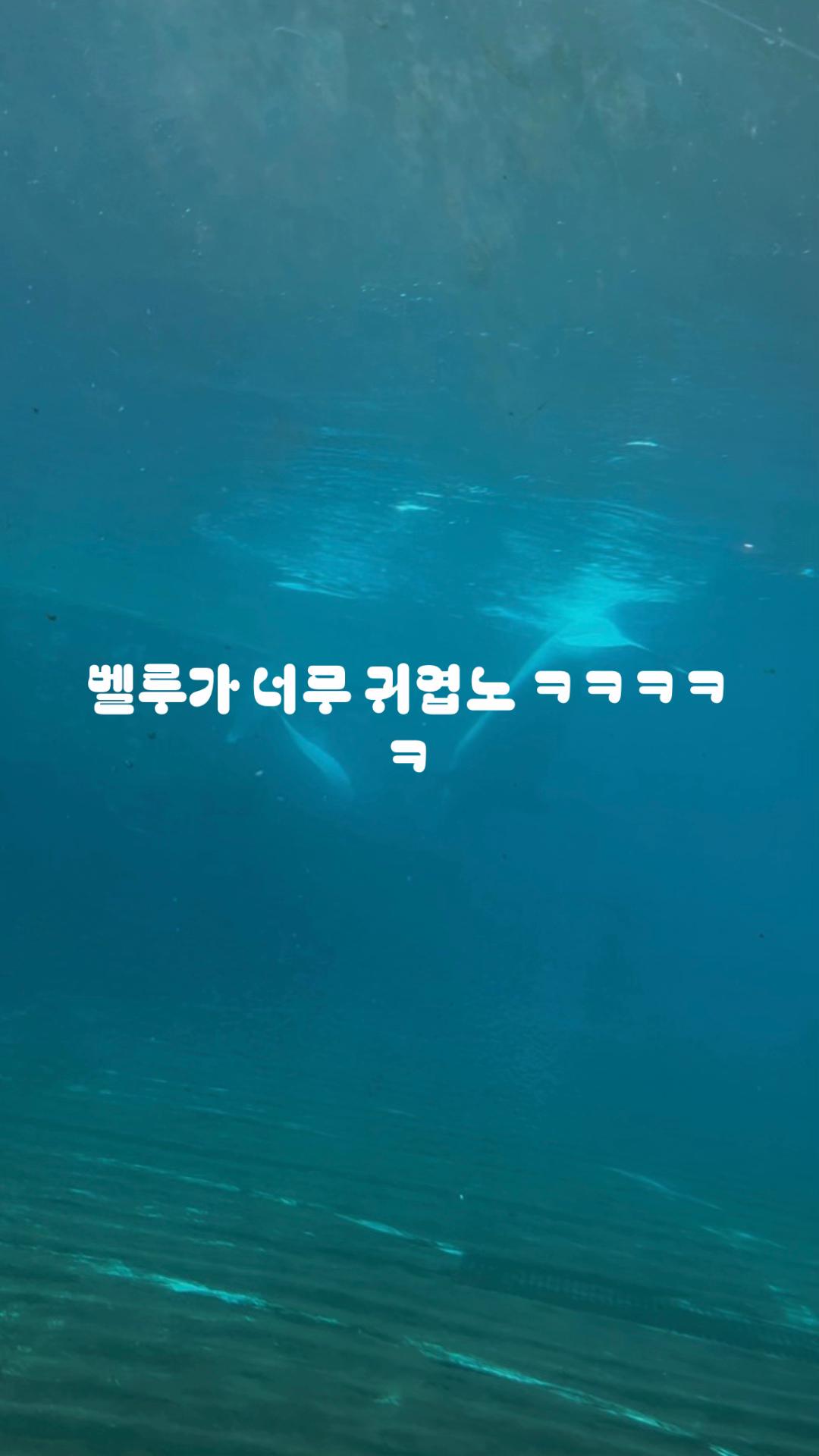 @외로운 강둥이
