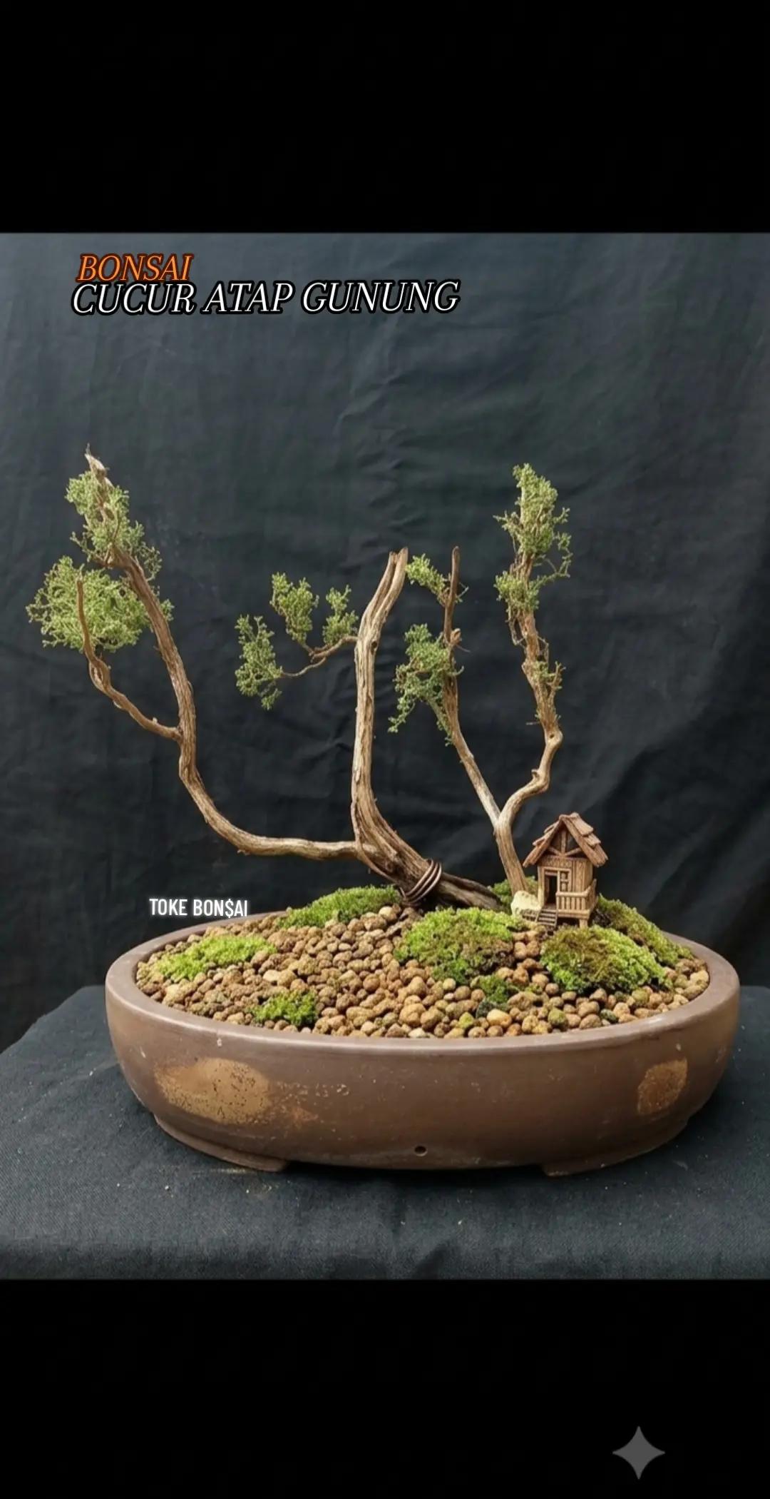 @Toke bonsai galeri