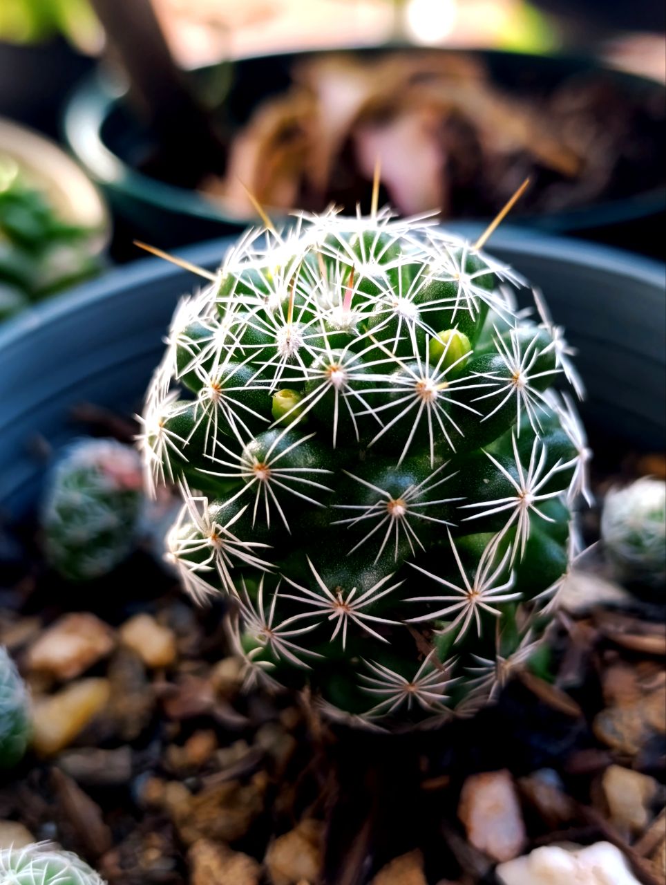 @CACTUS JARDIN DE ESPINAS