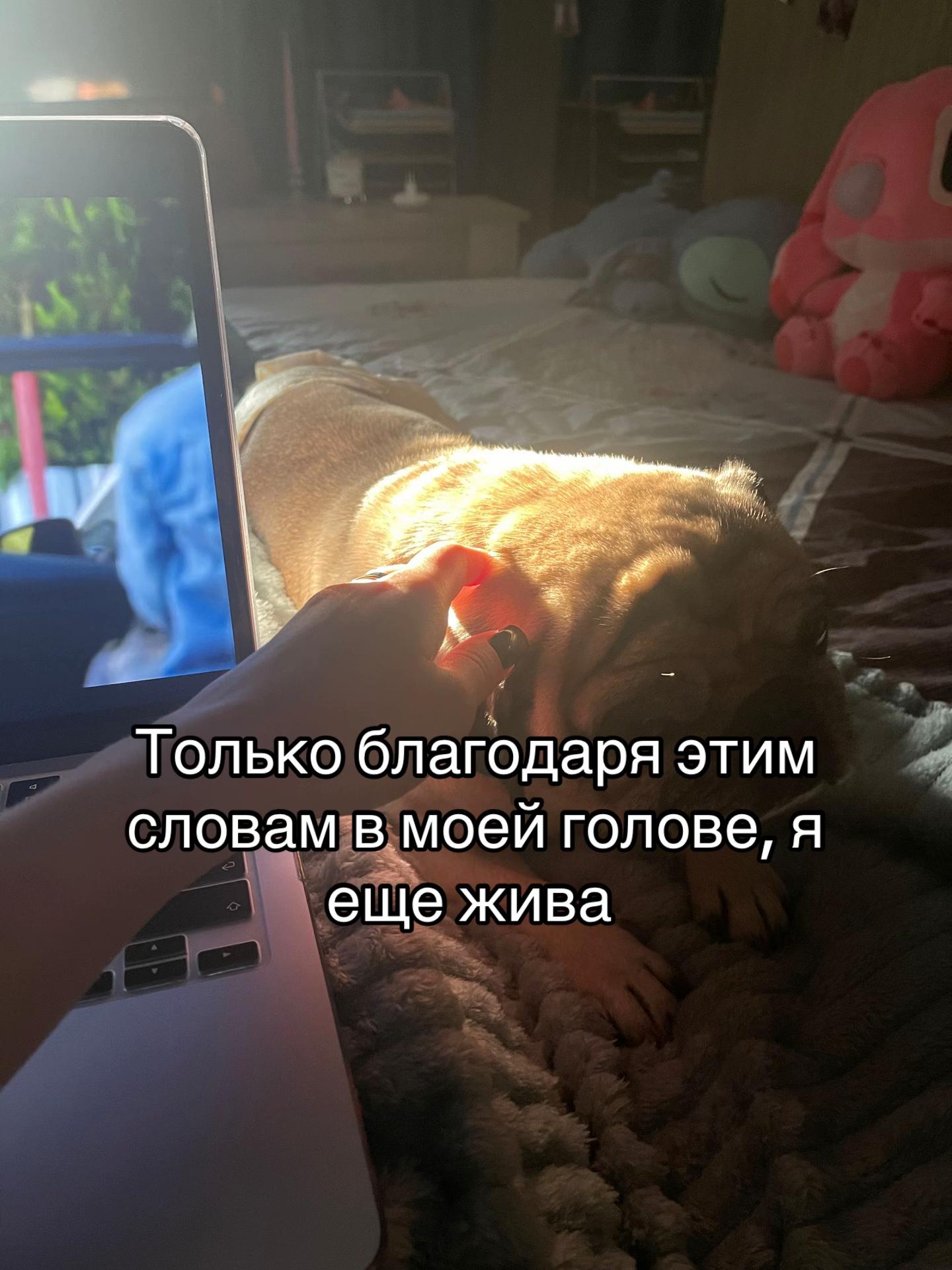 @ТГК: milкис