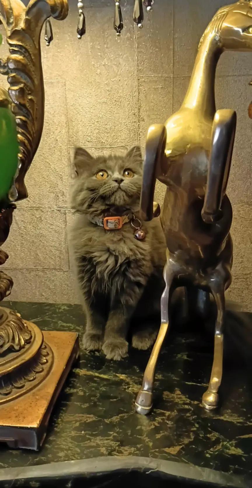 @Cat lover