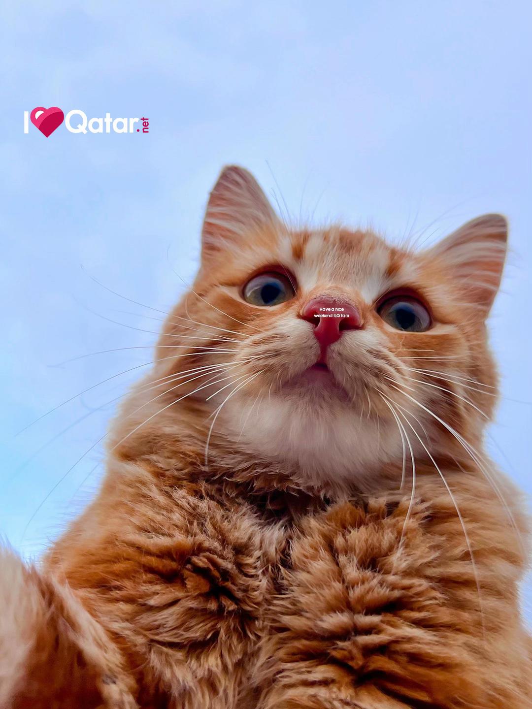 @ILoveQatar.net Official TikTok