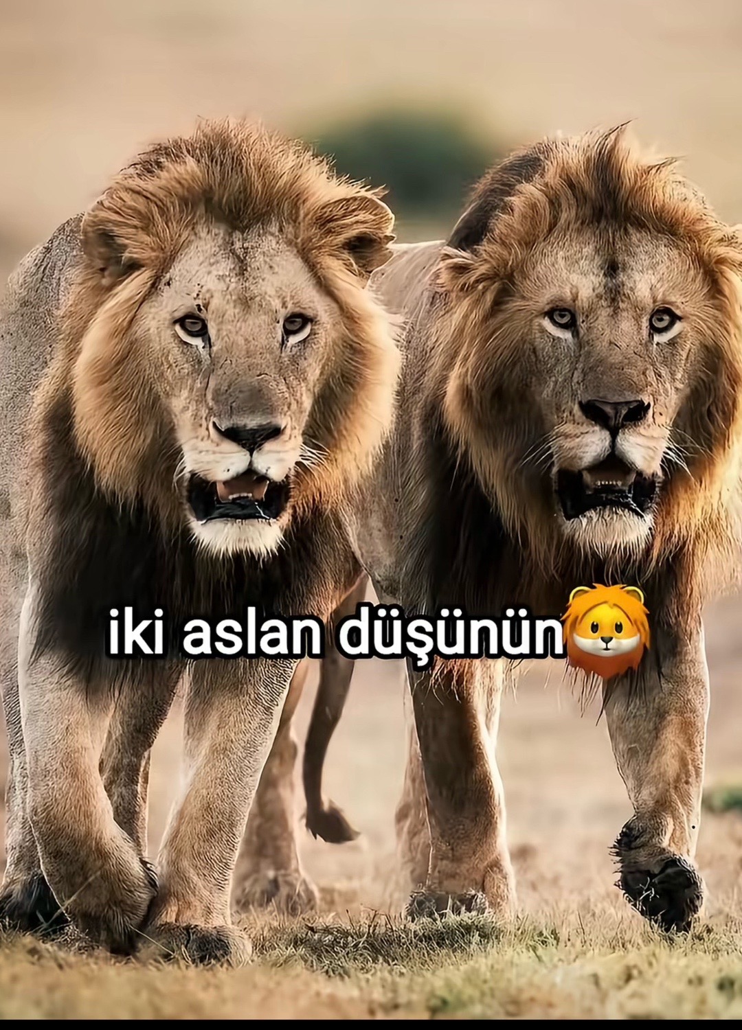 @Cloz🦅
