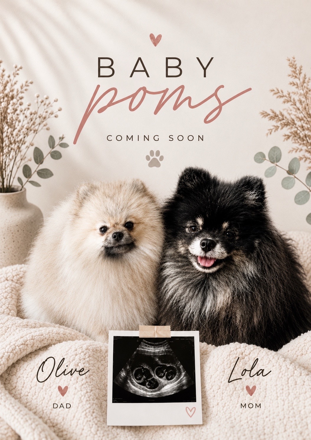 @Fingerlakes Pomeranians