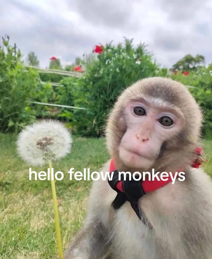 @chuuya