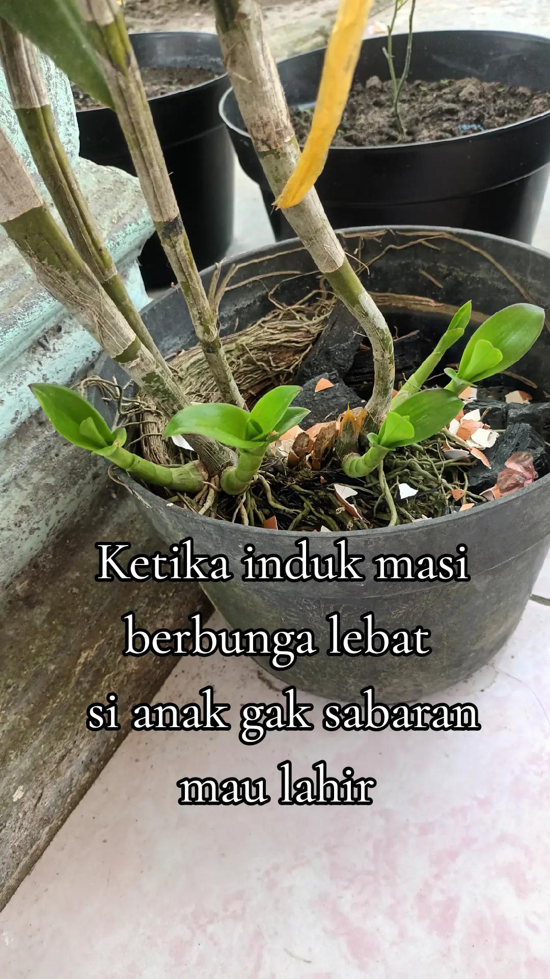 @Indah Minqueen