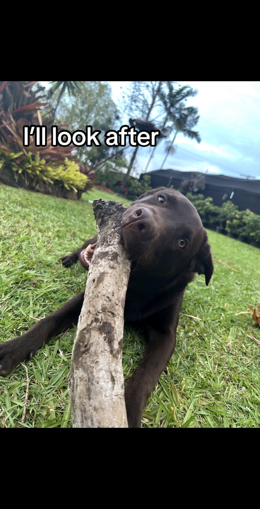 @🐾SOUL DOG TULLY 🐾