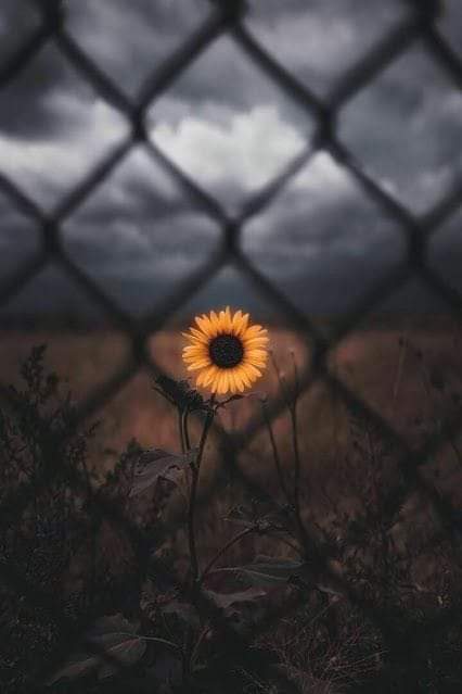 @🌻M@rL!z€🌻