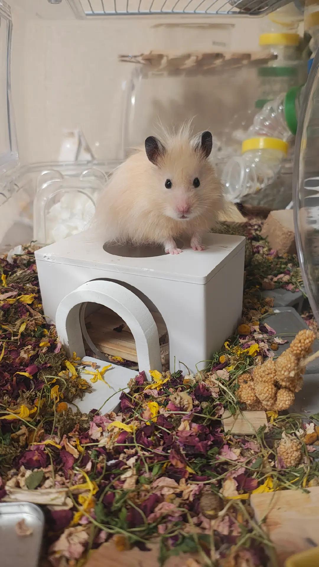 @モチキン🐹