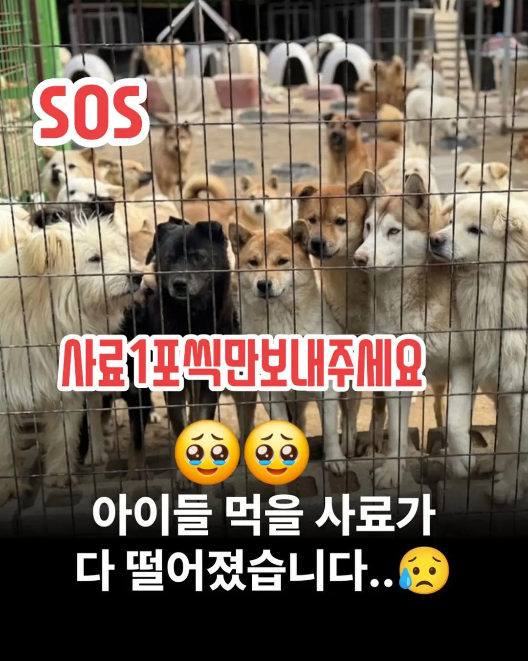 @🐶🐶엄지맘🦮🐕&zwj;🦺🐩