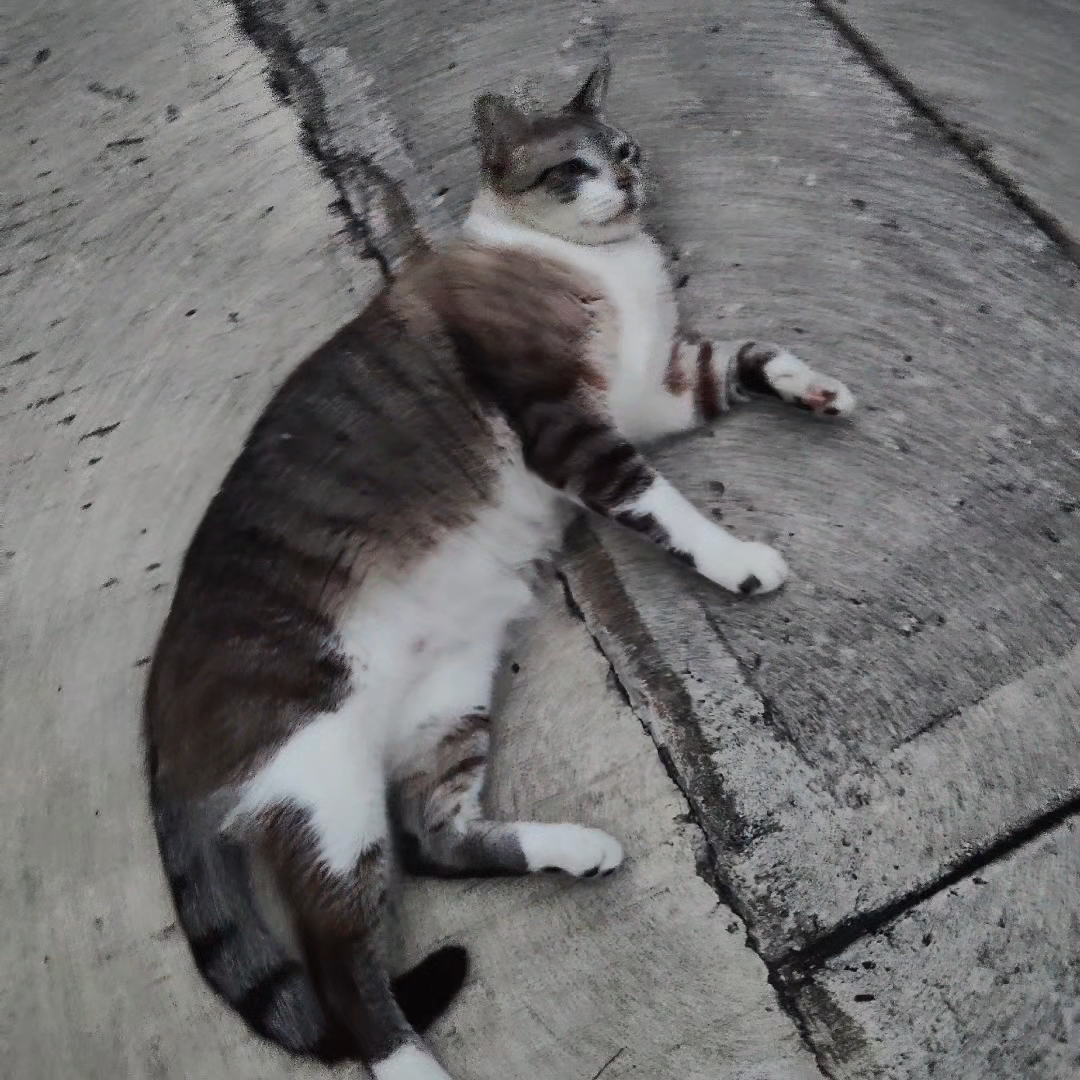 @samy 🐈