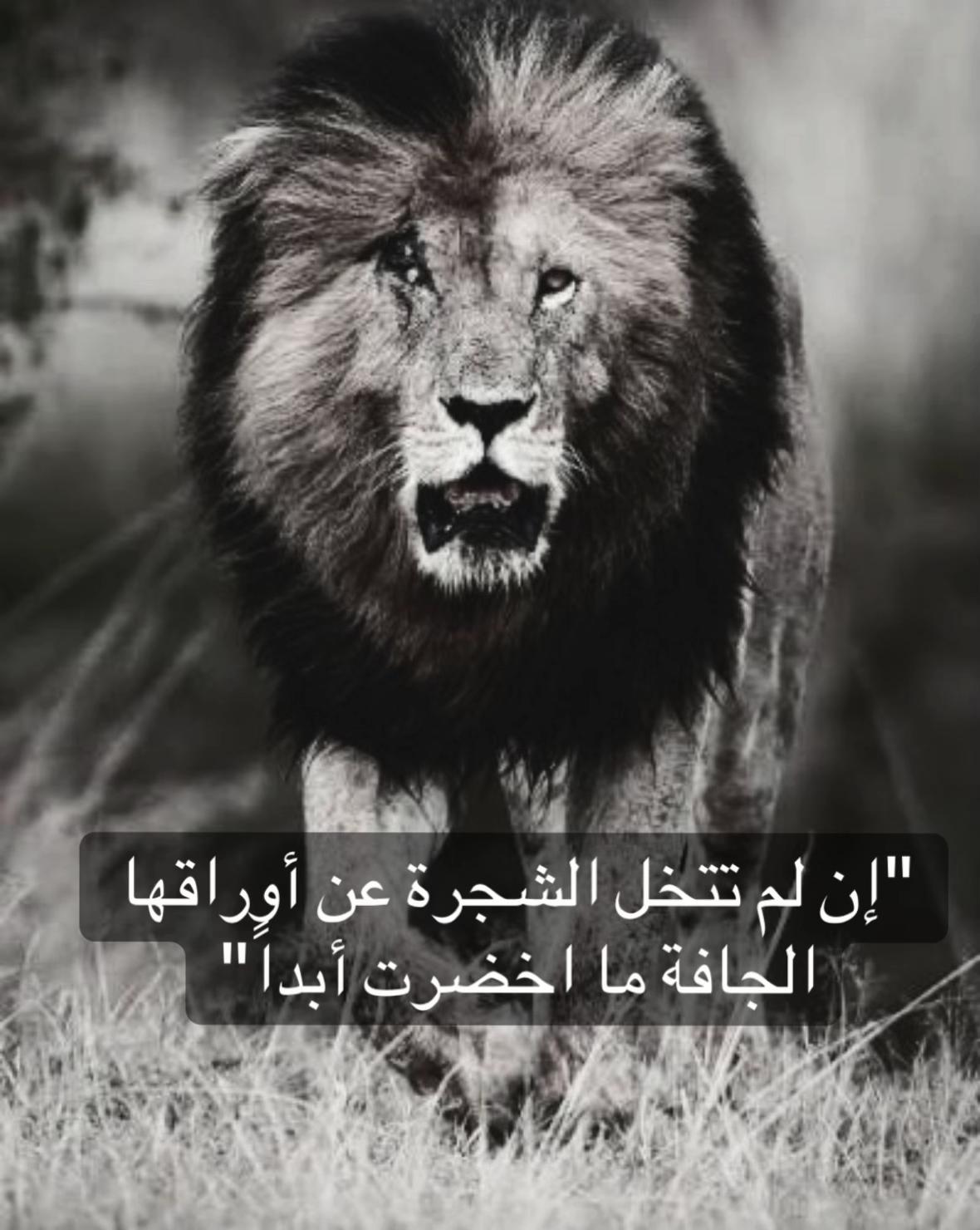 @🦁 scarface 🦁