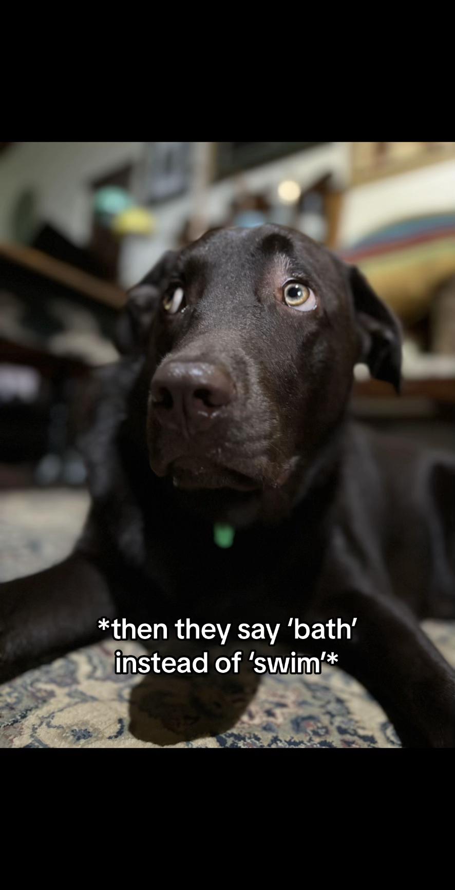 @🐾SOUL DOG TULLY 🐾