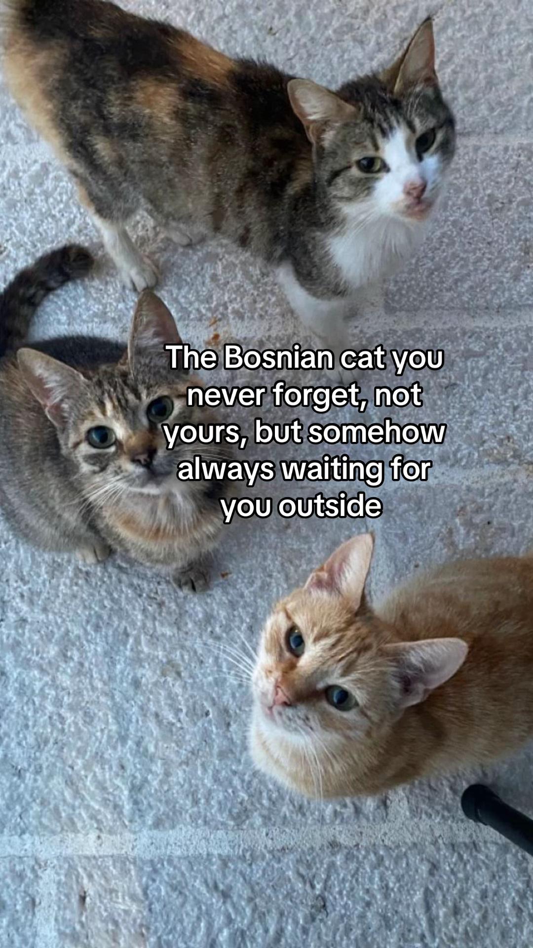 @⚜️