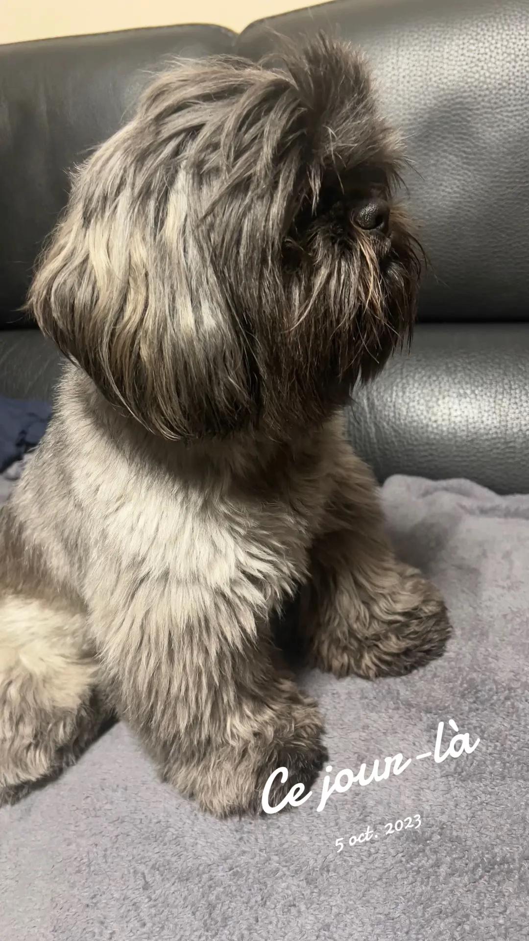 @SOCRATE 🐶🇮🇹🇮🇹