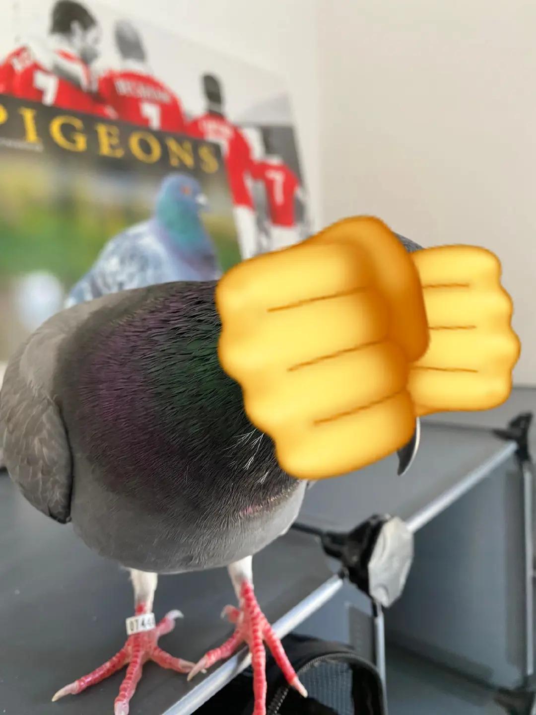 @whattheflock