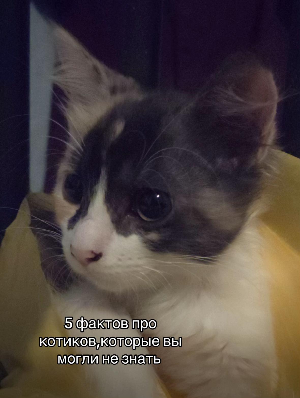 @meow_mia