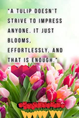 @🌷TULIPS🌷