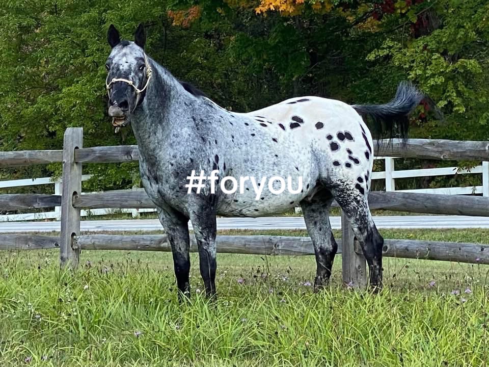 @PERFECT HORSES FOR ADOPTION