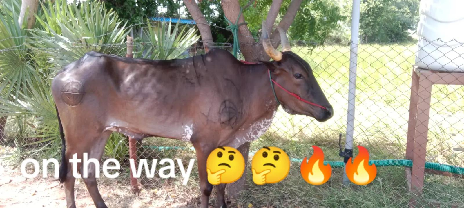 @ராஜா