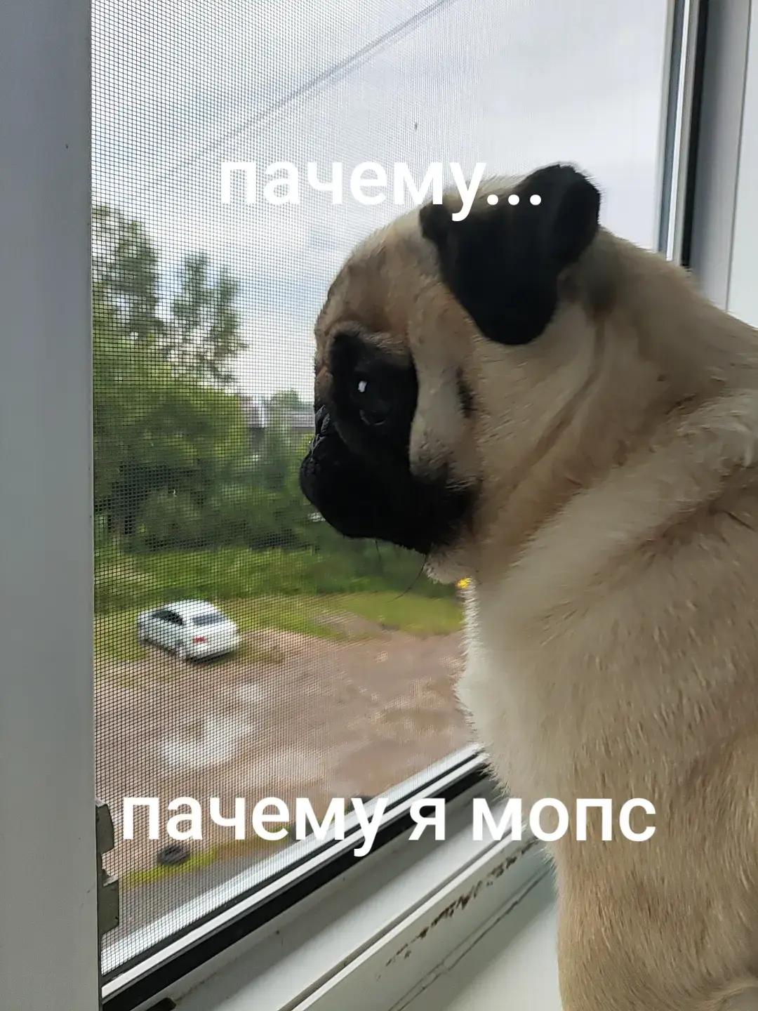 @ЧИПУНЕТСКИЙ👑