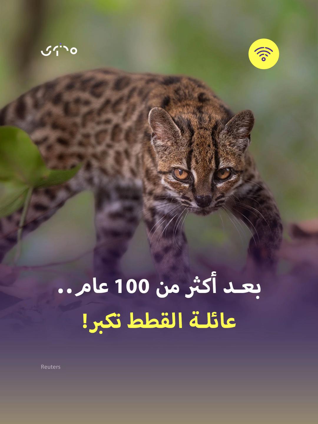 @Mohtawa - محتوى