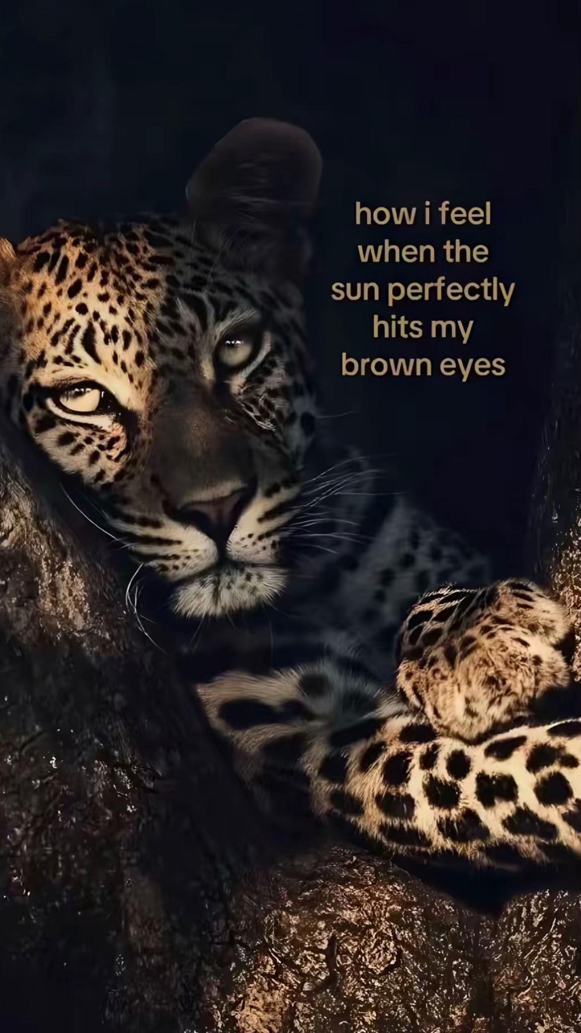 @topleftpocket
