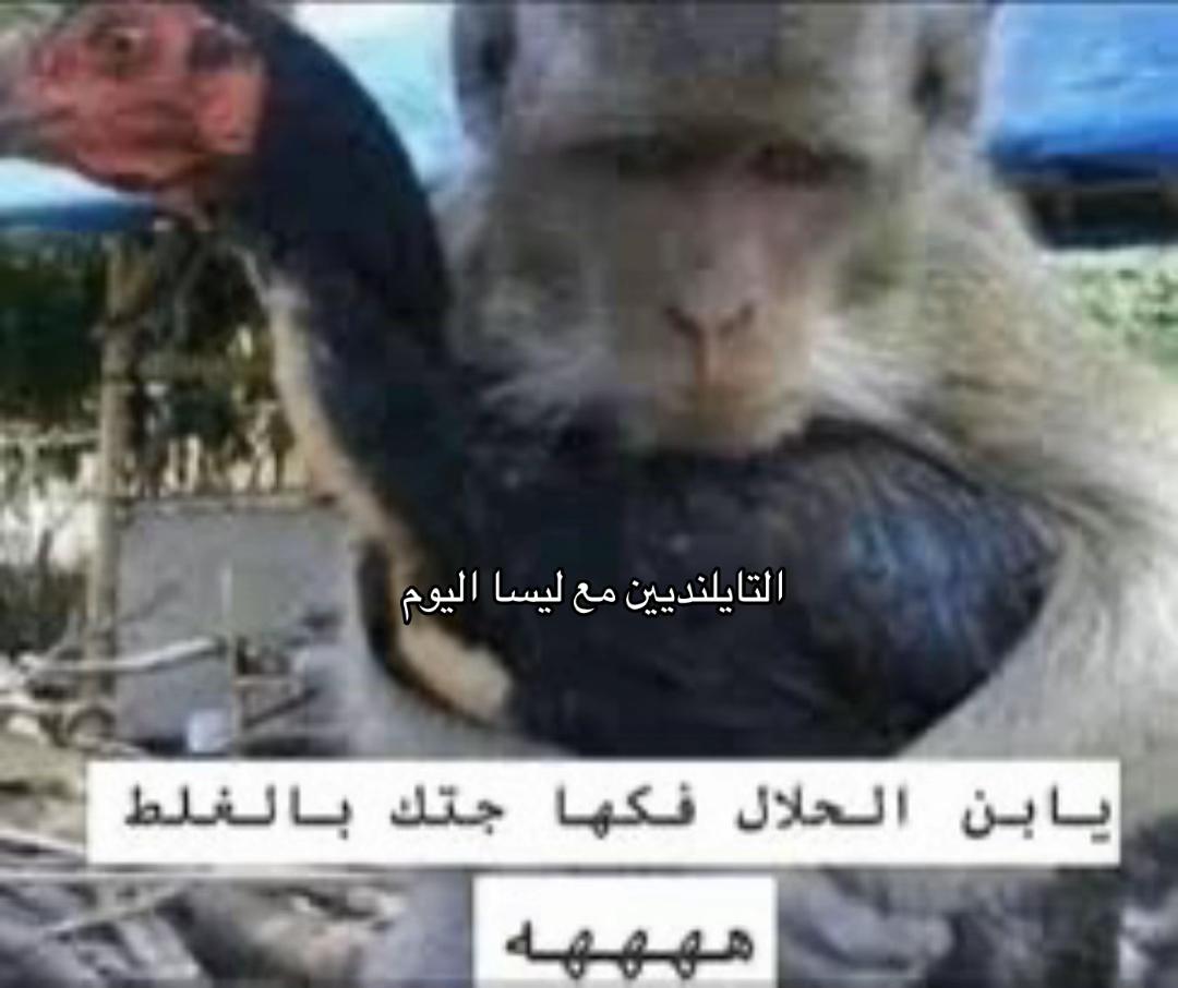 @🐈&zwj;⬛