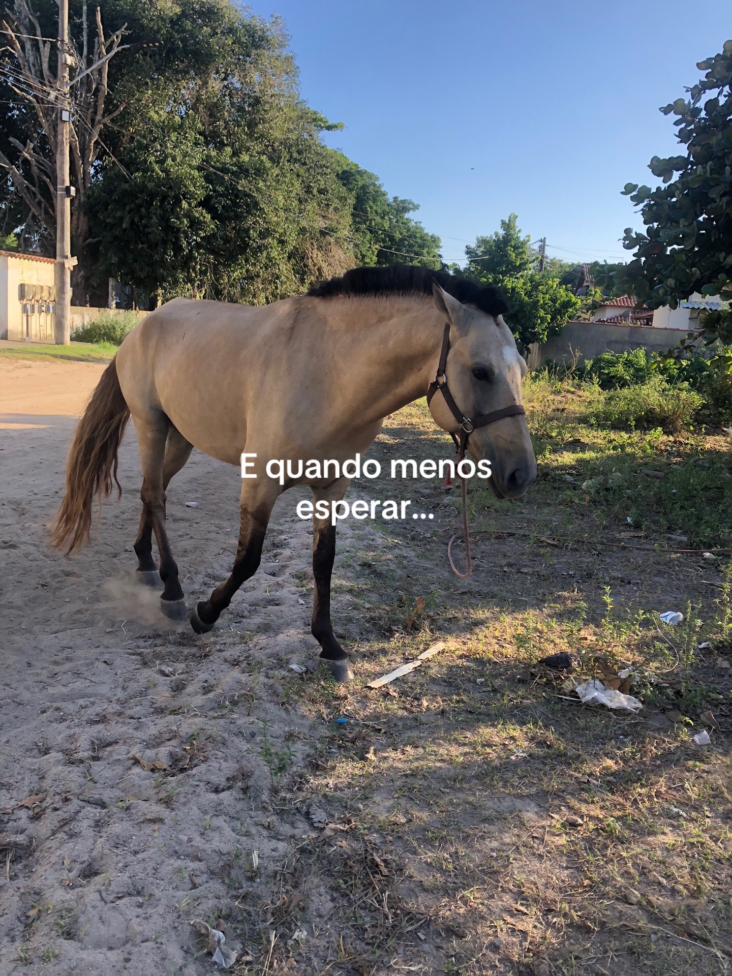 @Pᥱ́r᥆ᥣᥲ ᥱ ᥴᥲριtᥲ̃᥆