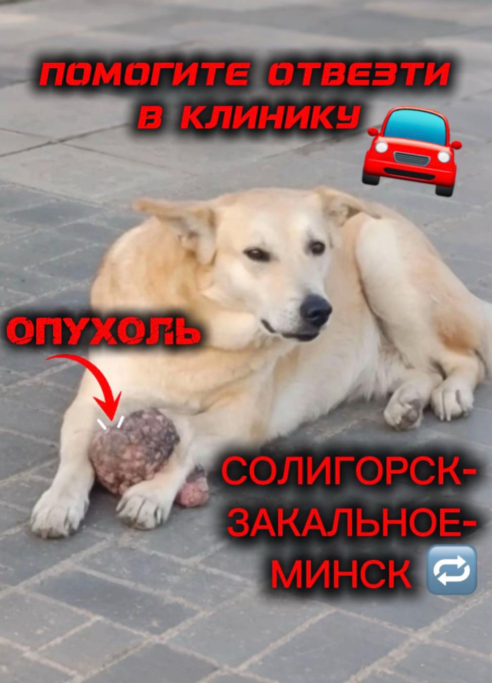 @help_animals_belarus