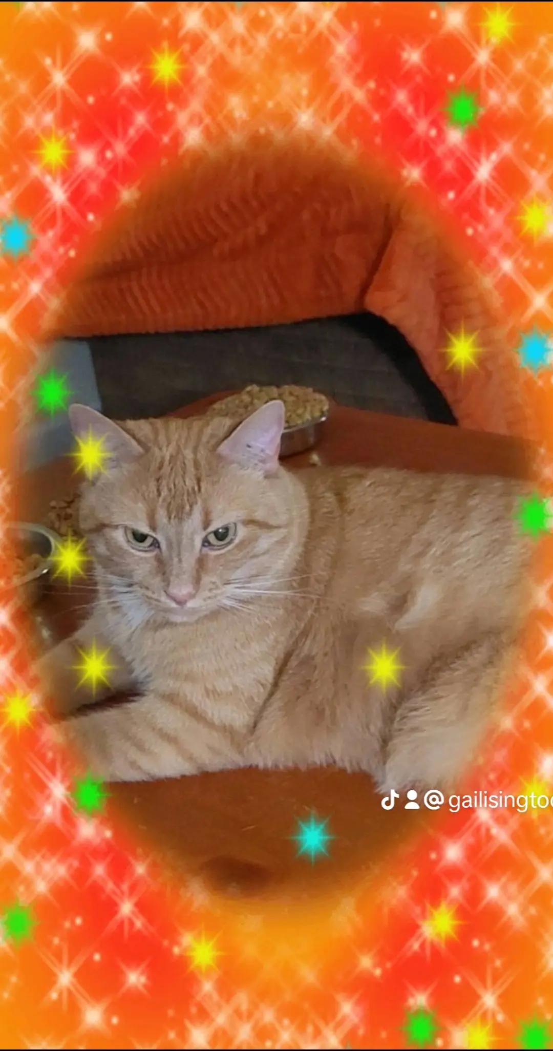 @Gail_Ihave9lives