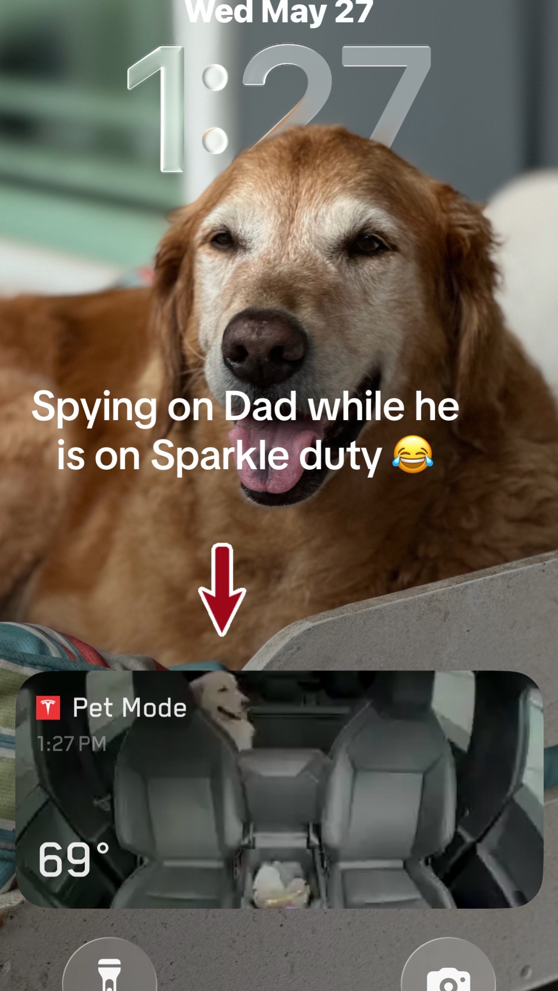 @DogMomisms