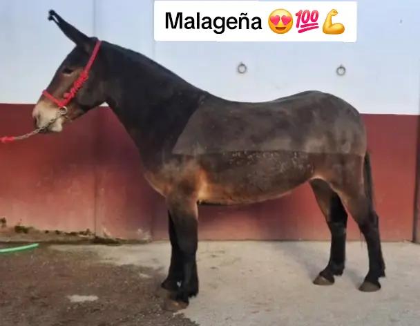 @José_Amodeo_013
