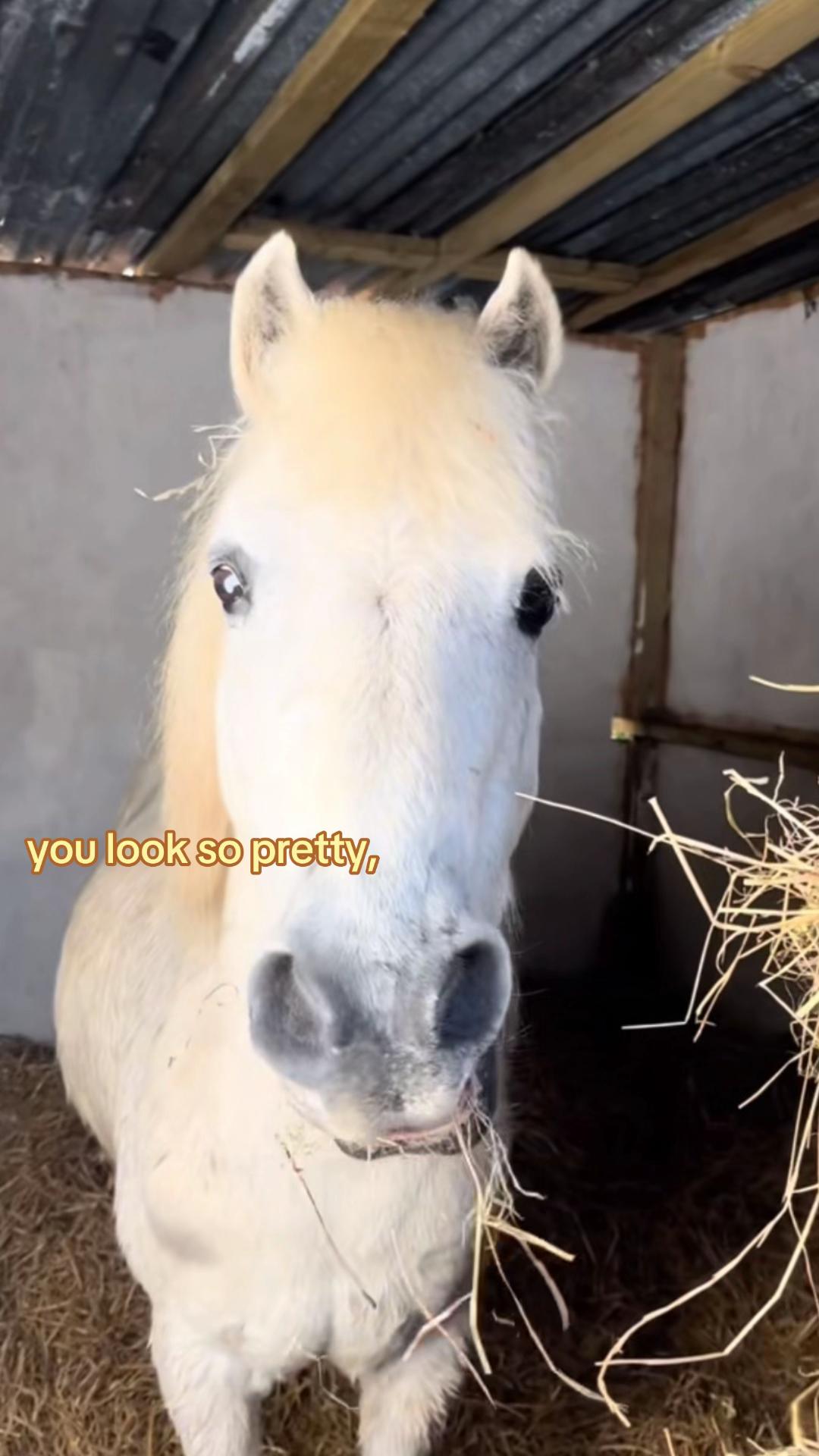 @lilys.riding🎀🐴
